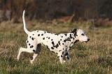 DALMATIEN 431